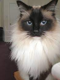 Beautiful Expensive Cats Beautiful Male Cats Ragdoll Cats For Sale Ragdoll Cat Ragdoll Kitten