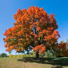 In the fall october glory maples produce a deep orange to red fall color that persists… Sugar Maple Trees For Sale Brighterblooms Com