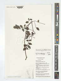 Image result for Harrisonia