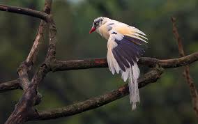 blue magpie 台灣白藍鵲 tw118 6z2k4010 1 photo species white crow