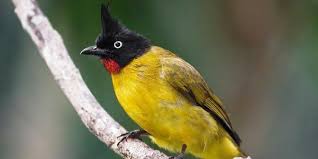 .dan betina racikan pakan cucak keling warisan simbah cucak keling teler sampe sujud sujud tidak kalah sama anis merah suara kicauan burung cucak keling jantan cocok buat masteran cucak keling sang guru vocal cucak keling gacor suara kristal isian banyak cara menjinakkan burung. 8 Cara Merawat Burung Kutilang Cepat Gacor Dan Rajin Bunyi Pintarpet