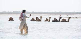 Sloths may be slow climbers, but they are speedy. Where Camels Take To The Sea Hakai Magazine