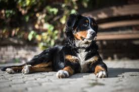 How To Help Your Dog Lose Weight James Wellbeloved