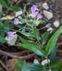 Image result for Justicia protracta