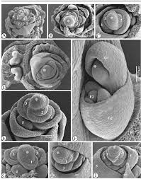 Image result for Fuirena abnormalis