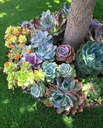 Beautiful Spring Succulent Garden Ideas Garten Ideen Garten Pflanzen Garten