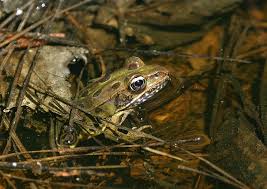 Image result for Lepidagathis andersoniana