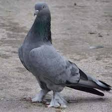 Silik Duman Pigeonturkey Allah Pigeon Good Love Forever Guvercin Guvercinler Kus Ucankuslar Taklaci Oyunkusu Mu Kus Hayvanlar Ucan Kus