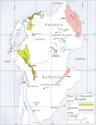 Image result for Cassipourea ndando