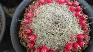 Rings of vivid carmine flowers in summer create dramatic contrast with white hairs. Old Lady Cactus Profile Rayagarden