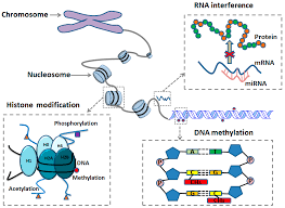 Image result for Pimpinella sp. A. of FZ 4: 594