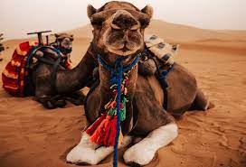 You can take a camel trip and overnight in the sahara desert. Overnight Camel Trekking Merzouga Morocco Camel Tours