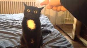 A cat cafe in jacksonville makes a difference in people lives one cat at a time. Cat On Caffeine Don T Touch Me Cat And Drifting Cats Youtube