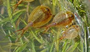 Image result for Lepidagathis andersoniana