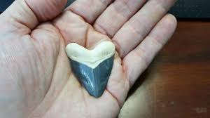 They found different sizes of sharks' teeth with various ...