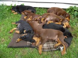 The doberman pinscher is powerful and energetic with a sleek coat and athletic build. Doberman Pinscher For Sale In New York 40 Petzlover