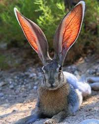 Bunnies For Sale