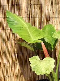 Xl Philodendron Jungle Fever Plant In 6 Pot Plants Philodendron Philodendron Plant