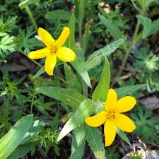 The identification tool is intended to help hobbiests identify wildflowers based on easily observable characteristics. Texas Hill Country Wildflower Identification Guide