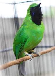 We did not find results for: Gambar Kartun Burung Cucak Ijo