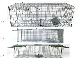 Dedicated to sbu cat network. Animals Free Full Text The Efficiency Of Live Capture Traps For The Study Of Red Fox Vulpes Vulpes Cubs A Three Year Study In Poland Html