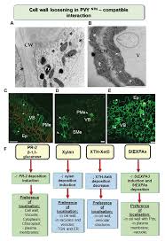 We did not find results for: Frontiers Plant Cell Wall As A Key Player During Resistant And Susceptible Plant Virus Interactions Microbiology