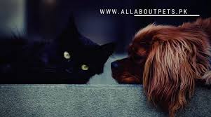 allaboutpetspk in 2020 animals art cats