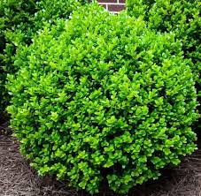 Image result for Buxus acutata