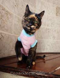 What About Tortie Appreciation Day Summer S Fabulous Cat Life