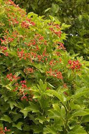 Dwarf dense rounded shrub with attractive deeply lobed glossy green foliage in summer, turning purplish in fall. Pin On Plantical