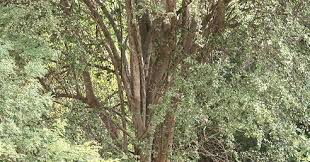 Image result for Balanitaceae