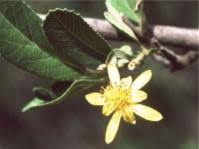 Image result for Grewia microthyrsa