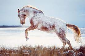 Wiebke Haas On Instagram Tomorrow My Photography Year 2017 Starts With An Indoor Session A Horses Appaloosa Horses Beautiful Horses