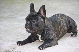 In der regel kommen sie gut mit anderen vierbeinern. Die Franzosische Bulldogge Umgangssprachlich Der Bully Issn Rude