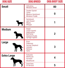 average labrador weight online charts collection