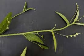 Image result for Caperonia