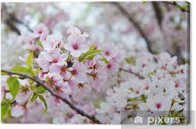 Maybe you would like to learn more about one of these? Flowering Cherry Blossom Tree In Nashville Tennessee Canvas Print Pixers We Live To Change