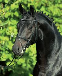 Check spelling or type a new query. Hw Farm Proudly Presents Some Information About Stallion Sir Alfred