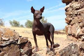 pin on ruspeach news novosti ruspeach