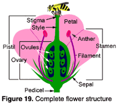 The flowering plant that have all male body parts or all female body parts or it has a combination of both male and female parts are called perfect plant. Reproductive Plant Parts Osu Extension Service