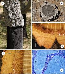 Image result for Quercus suber