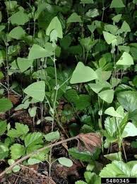 Tear thumb vine scrambles up and over the bridge (photos taken 25 august 2017. National Invasive Species Awareness Week Michigan Species And What You Should Know Day Five Msu Extension