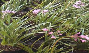 Image result for Tulbaghia alliacea