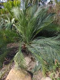 Image result for Mohria vestita