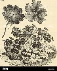 Image result for Mostuea brunonis