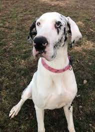 Latimer county, wilburton, ok id: Great Dane Dog For Adoption In Morris Illinois Sugar In Morris Illinois Great Dane Dog Adoption Great Dane Rescue
