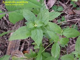 Image result for Synedrella nodiflora