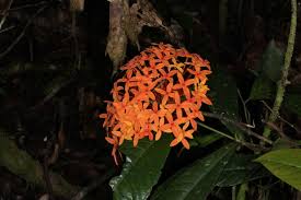 Image result for Ixora praetermissa