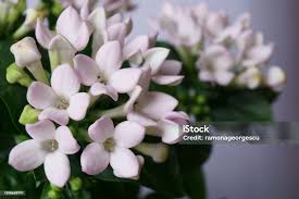 Image result for Bouvardia longiflora