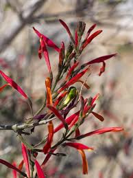 We specialize in know what plants will work in what areas of your landscaping. Top 10 Bird Plants In Central Arizona Audubon Arizona